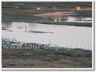 Beijing Beidaihe 3 Day Bird Watching Tour